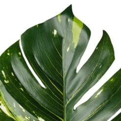 Monstera Leaf Stem By Ashland® -Michaels 10626467 20