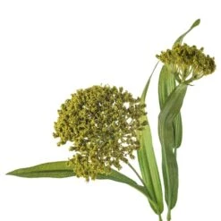 Green Queen Anne's Lace Stem By Ashland® 10 Green Queen Anne's Lace Stem By Ashland® -Michaels 10626560 20