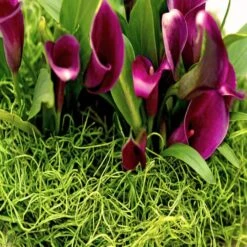 SuperMoss® Preserved Spanish Moss, Grass Green -Michaels 10627575 11