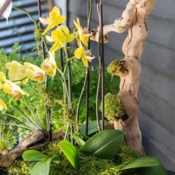 SuperMoss® Preserved Moss -Michaels 10627578 11