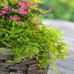 SuperMoss® Preserved Moss -Michaels 10627578 12