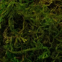 SuperMoss® Preserved Moss -Michaels 10627578 22