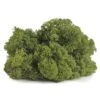 SuperMoss® Basil Reindeer Moss -Michaels 10629837 2