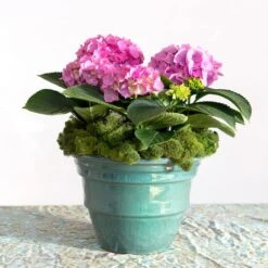 SuperMoss® Basil Reindeer Moss -Michaels 10629837 3