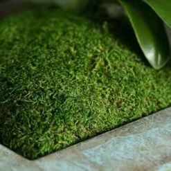 SuperMoss® Preserved Sheet Moss -Michaels 10629850 2