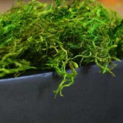 SuperMoss® Preserved Green Moss -Michaels 10633641 2