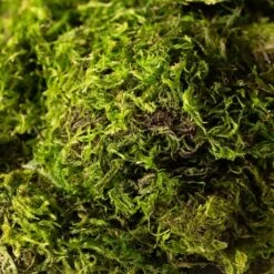 SuperMoss® Preserved Green Moss -Michaels 10633641 21