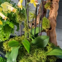 SuperMoss® Preserved Green Moss -Michaels 10633641 3