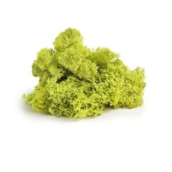 SuperMoss® Chartreuse Preserved Reindeer Moss, 2oz. -Michaels 10633644 2