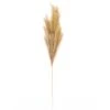 Wispy Pampas Grass Stem By Ashland® 2 Wispy Pampas Grass Stem By Ashland® -Michaels 10679178 1