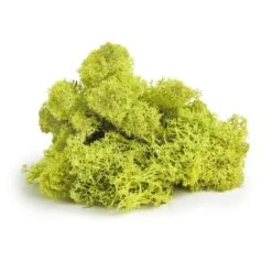 SuperMoss® Preserved Reindeer Moss, 8oz. -Michaels 10701986 2