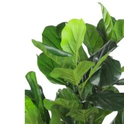 Northlight 4 Ft. Two-Tone Potted Wide Fiddle Leaf Floor Plant -Michaels D236736S 2