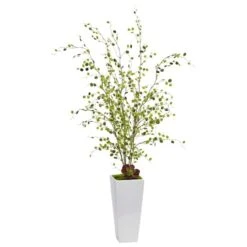 4ft. Night Willow In White Planter