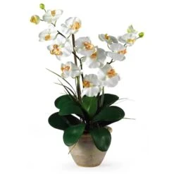 25" Cream Double Phalaenopsis Silk Orchid Flower Arrangement In Ceramic Pot 8 25" Cream Double Phalaenopsis Silk Orchid Flower Arrangement In Ceramic Pot -Michaels D251506S 11 1