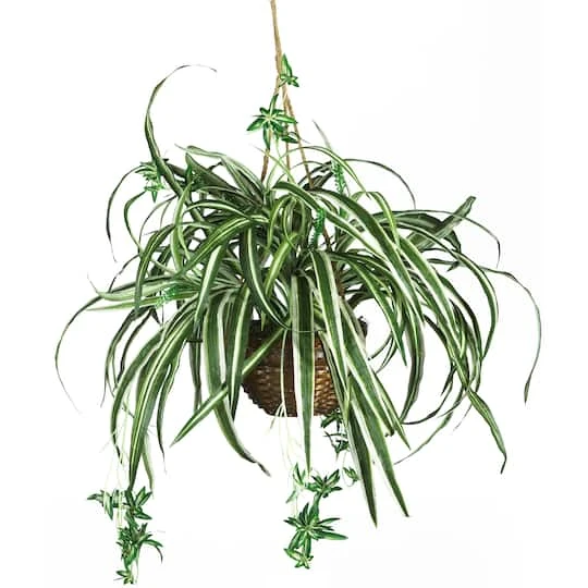 2ft. Spider Hanging Basket 4 2ft. Spider Hanging Basket - Image 2