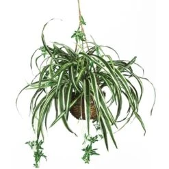 2ft. Spider Hanging Basket