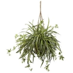 20" Spider Plant Hanging Basket