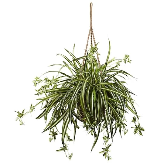 20" Spider Plant Hanging Basket 3 20" Spider Plant Hanging Basket