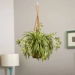 20" Spider Plant Hanging Basket 12 20" Spider Plant Hanging Basket -Michaels D251627S 14