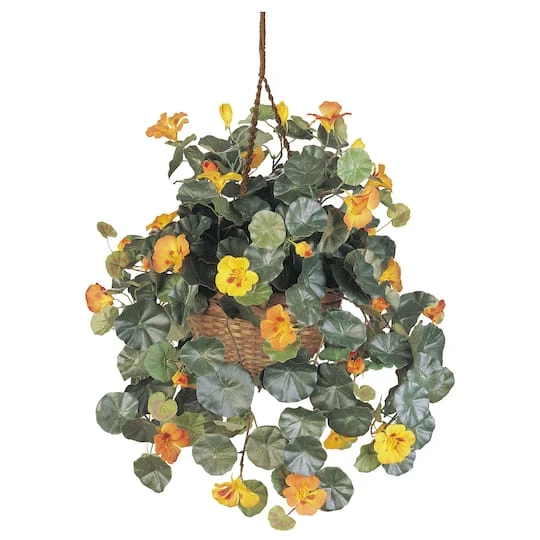 22" Golden Nasturtium Hanging Basket 4 22" Golden Nasturtium Hanging Basket - Image 2