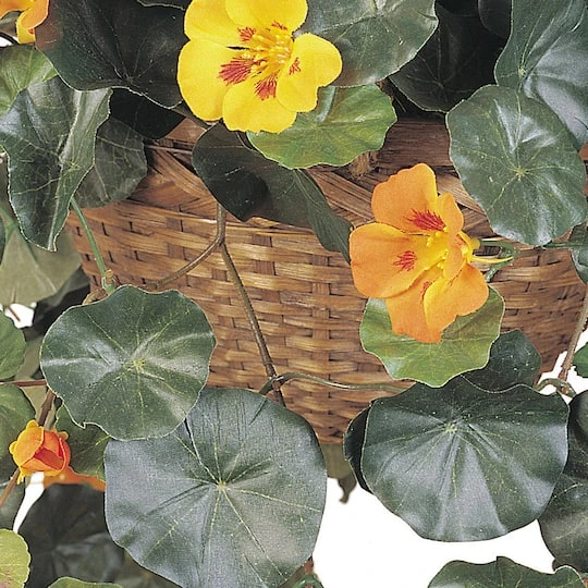 22" Golden Nasturtium Hanging Basket 5 22" Golden Nasturtium Hanging Basket - Image 3