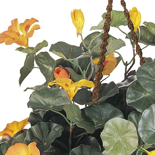 22" Golden Nasturtium Hanging Basket 6 22" Golden Nasturtium Hanging Basket - Image 4