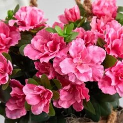 2.5ft. Pink Azalea Flowering Hanging Basket -Michaels D251634S 16