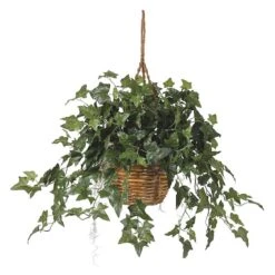 2ft. English Ivy Hanging Basket