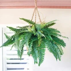 29" Boston Fern In Hanging Basket -Michaels D251653S 3