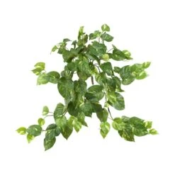 24” Pothos Hanging Bush, 3ct.