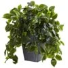 2.5ft. Hanging Pothos With Slate Planter 2 2.5ft. Hanging Pothos With Slate Planter -Michaels D251663S 11