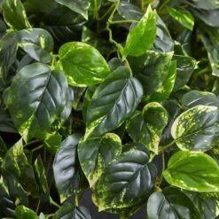 2.5ft. Hanging Pothos With Slate Planter -Michaels D251663S 16