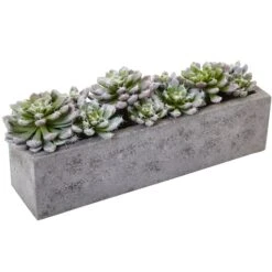13.5" Succulent Garden With Textured Concrete Planter