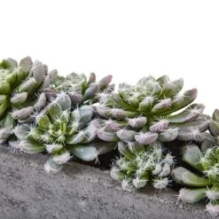 13.5" Succulent Garden With Textured Concrete Planter -Michaels D251695S 14