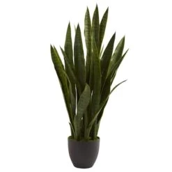 3ft. Snake Plant With Black Planter