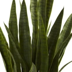 3ft. Snake Plant With Black Planter -Michaels D251704S 12