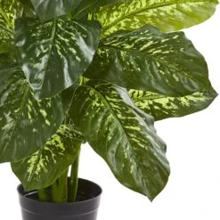 3ft. Potted Dieffenbachia Plant -Michaels D251722S 13