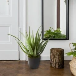 2ft. Potted Aloe Plant -Michaels D251732S 13