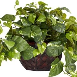 15" Potted Pothos Plant -Michaels D251765S 13
