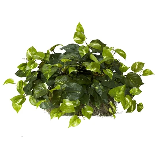 15" Pothos Ledge Plant 4 15" Pothos Ledge Plant - Image 2