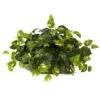 15" Pothos Ledge Plant -Michaels D251771S 11
