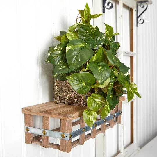 15" Pothos Ledge Plant 7 15" Pothos Ledge Plant - Image 5
