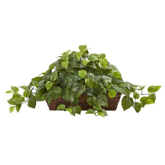 15" Pothos In Ledge Basket 4 15" Pothos In Ledge Basket - Image 2