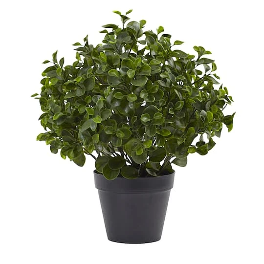 2ft. Potted Peperomia Plant 4 2ft. Potted Peperomia Plant - Image 2