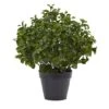 2ft. Potted Peperomia Plant -Michaels D251783S 11