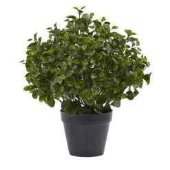 2ft. Potted Peperomia Plant