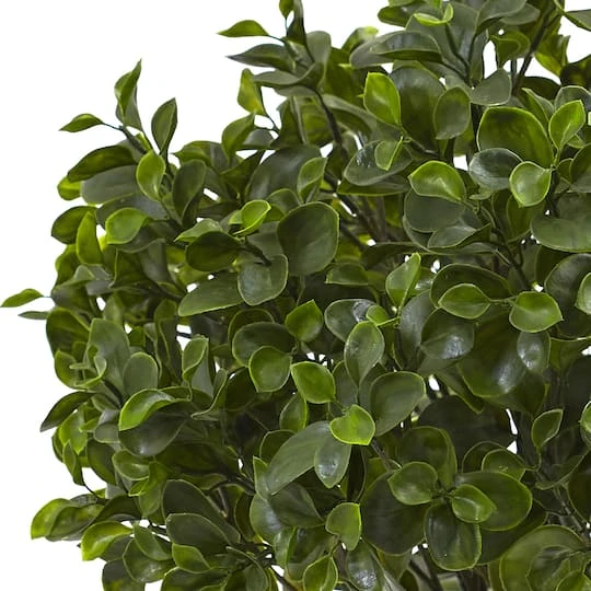 2ft. Potted Peperomia Plant 5 2ft. Potted Peperomia Plant - Image 3
