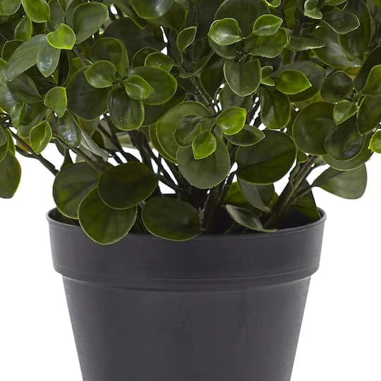 2ft. Potted Peperomia Plant 6 2ft. Potted Peperomia Plant - Image 4