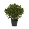 2.5ft. Potted Peperomia Plant -Michaels D251786S 11