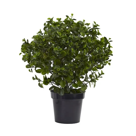 2.5ft. Potted Peperomia Plant 3 2.5ft. Potted Peperomia Plant